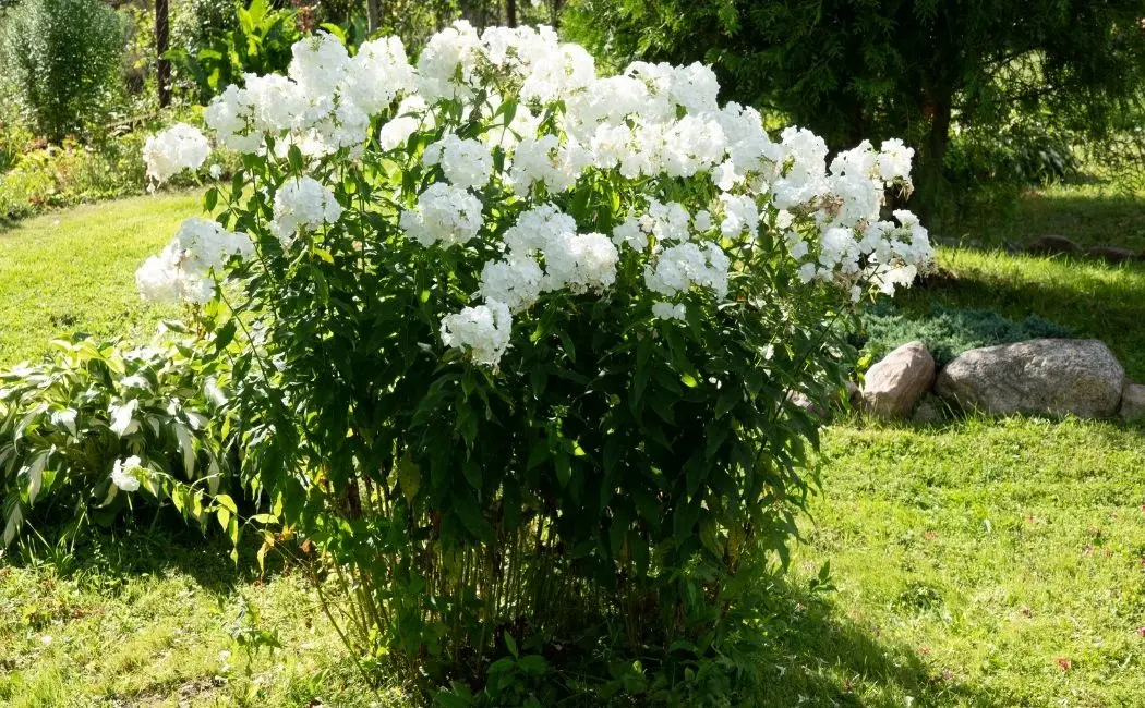 Floksy – intrygujące kwiaty do twojego ogrodu