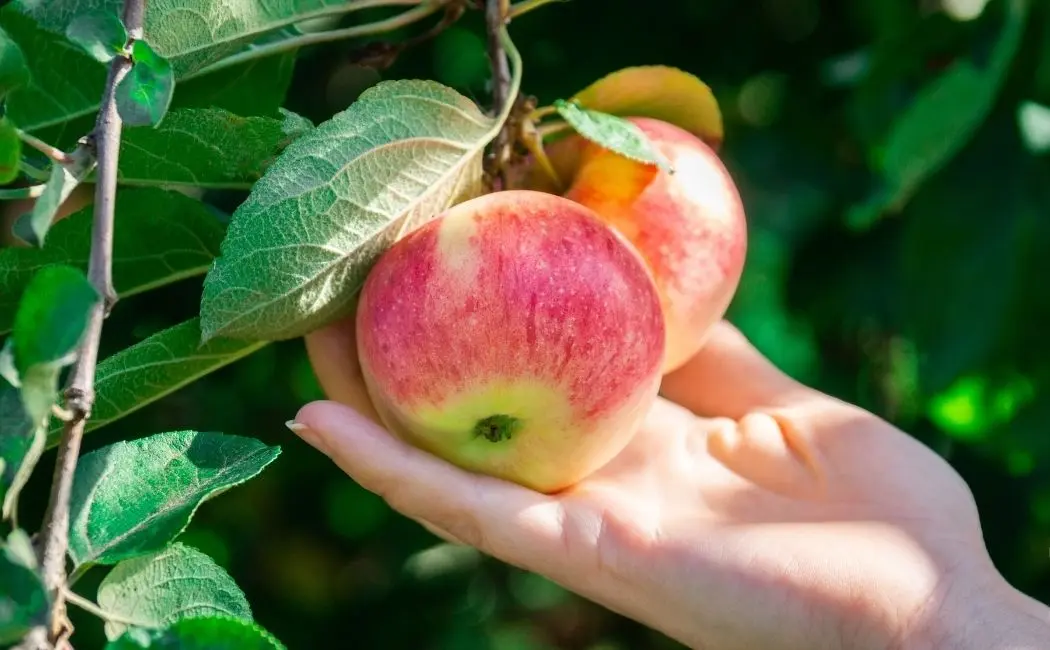 Jabłonie – jak je hodować?