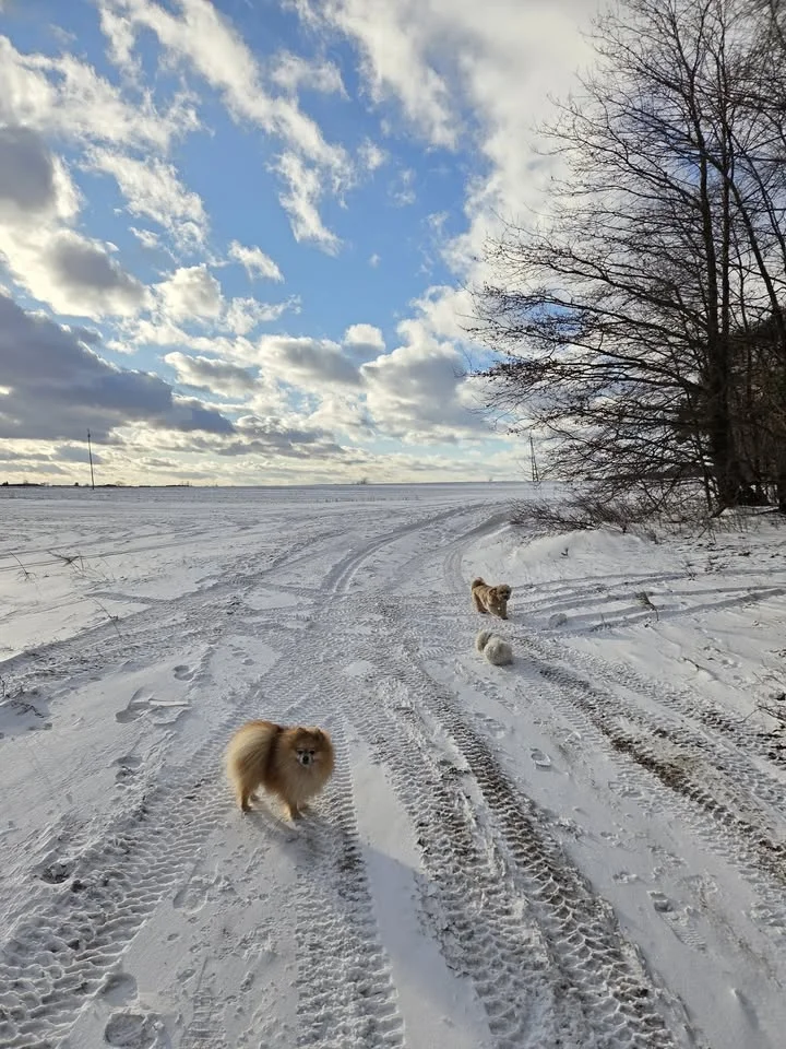 Grafika promocyjna wydarzenia Spacer socjalizacyjny - Pabianice
