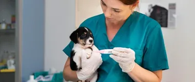 Konstantynów Łódzki dokłada pieniędzy na zwierzęta i stawia na czipy oraz sterylizację