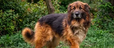 Gburek czeka na dom. W schronisku został tylko jeden pies