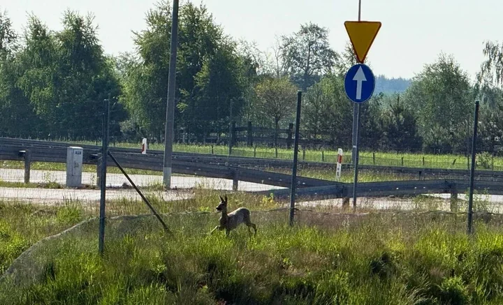 Sarna utknęła przy S14. Policjanci i strażacy ruszyli na ratunek
