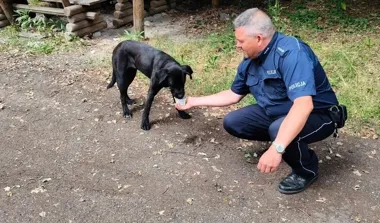 Pies był sam na leśnym parkingu - policjant z Hermanowa zareagował od razu