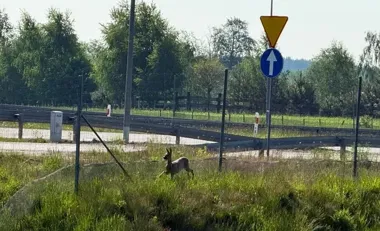 Sarna utknęła przy S14. Policjanci i strażacy ruszyli na ratunek