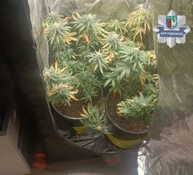Growboxy w mieszkaniu 37-latka - policjanci znaleźli marihuanę i krzewy